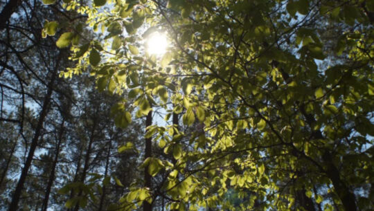 Transparity Sets the Bar High in First Annual ESG Report