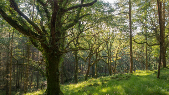 Transparity are helping to create green spaces for people and wildlife with the Woodland Trust